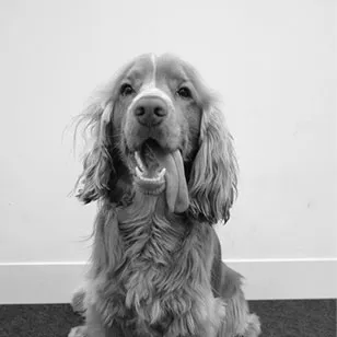 Murphy